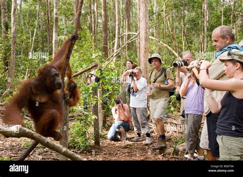  Tanjung Puting National Park: Where Orangutans Swing and Adventures Take Flight!